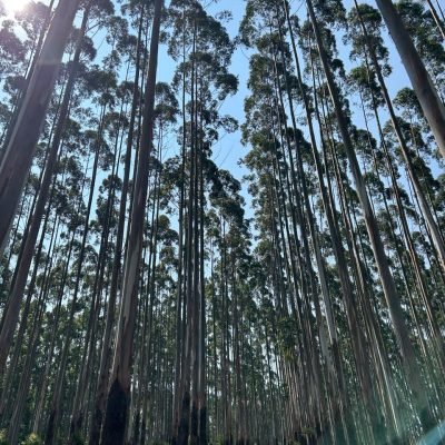 plantacao_eucalipito